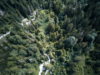 Poster - trees from above, aerial view flying with drone