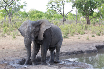 Wall Mural - elephant in africa in a group