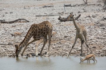 Wall Mural - giraffe in africa looking for food