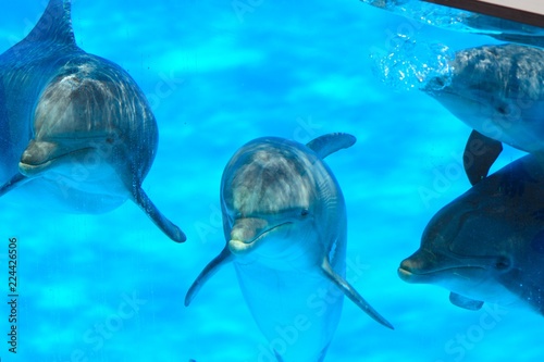 Fotografía Close up of dolphins underwater