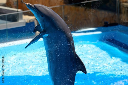 Close up of a dolphin performing in a dolphin show Tableau sur Toile
