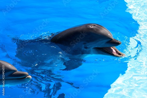 Close up of a dolphin at a dolphin show Poster Mural XXL