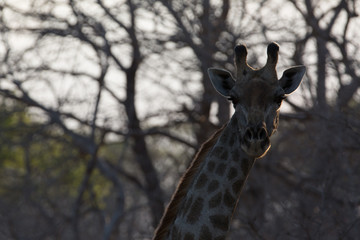 Wall Mural - giraffe in africa looking for food