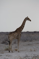 Wall Mural - giraffe in africa looking for food