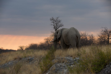 Wall Mural - elephant in africa in a group