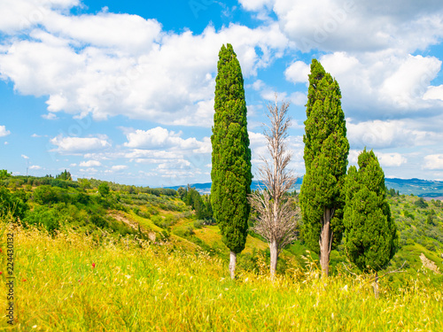 Foto Group of cypress trees in summer landscape of Tuscany, Italia.