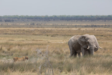 Wall Mural - elephant in africa in a group