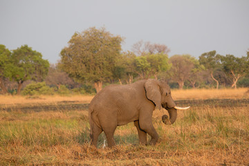 Wall Mural - elephant in africa in a group