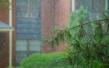 Canvas Print - summer of heavy rain in during a heavy thunderstorm.