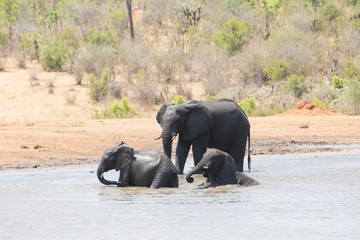 Wall Mural - elephant in africa in a group