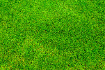 Texture of green cut grass for golf