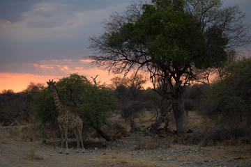 Wall Mural - giraffe in africa looking for food