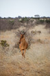Gazelle im Tsavo East National Park, Gazella, Animali, Afrika, Tsavo East