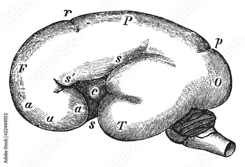 Fotografia, Obraz Fetal Brain at Six Months, vintage illustration.