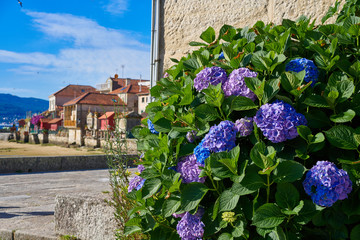 Wall Mural - Combarro hydrangeas flowers Galician village