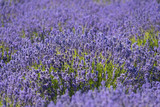 Fototapeta  - Lavender Field