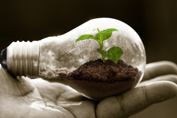 hand hold lightbulb with plant growing inside for protect environment concept