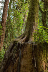 Wall Mural - Towering redwood trees in late afternoon sunlight in Mendocino, California