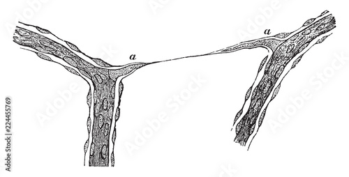 Fotografia, Obraz Capillaries from Vitreous Humour of Calf, vintage illustration.