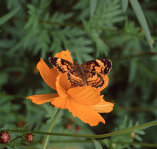 Silvery Checkerspot Butterfly (Chlosyne Nycteis)