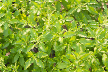 Wall Mural - Fresh sweet basil. Aromatic culinary herbs basil.