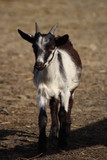 Fototapeta  - Cute white and black  goat