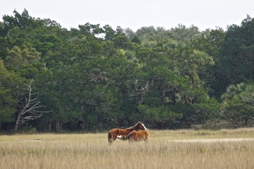 cumberland island, georgia, usa: a wild horse nursing her foal on an island off the coast of georgia
