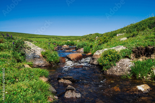 Foto Bushes of Kuril tea grows near mountain creek in green valley