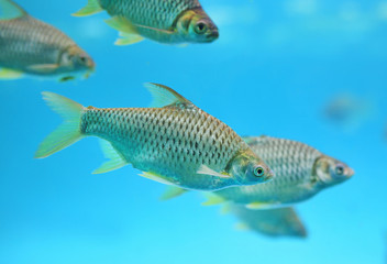 Wall Mural - Group of Java barb fish (Barbonymus gonionotus) swimming in aquarium.
