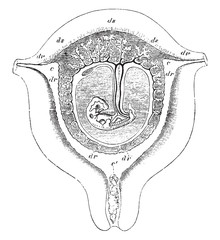 Wall Mural - Uterus at Seventh Week of Pregnancy, vintage illustration.