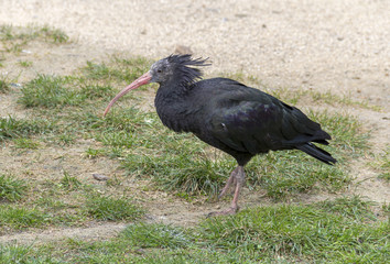 Wall Mural - Northern bald ibis