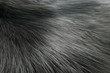Silver Color Animal Fur Texture of Wolf or Fox. 3d Rendering
