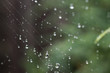 krople deszczu w pajęczej sieci
