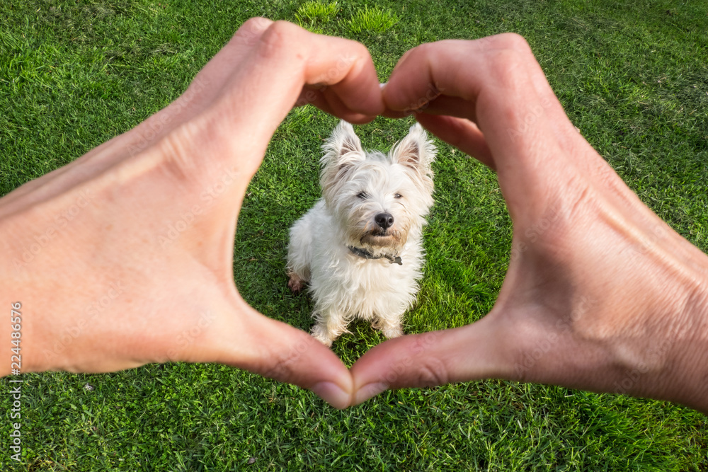 Dog looking adoringly at owner who is making heart shape with hands - cute west highland terrier westie pedigree