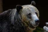 Fototapeta Pokój dzieciecy - Closeup portrait of a male grizzly bear 