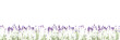 Flowers composition. Frame made of fresh lavender flowers on white background. Lavender, floral background. Flat lay, top view, copy space, banner 