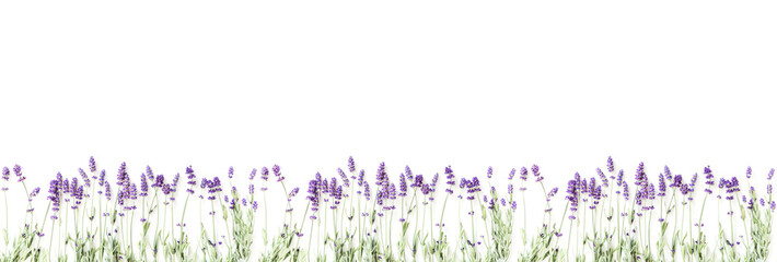 Wall Mural - Flowers composition. Frame made of fresh lavender flowers on white background. Lavender, floral background. Flat lay, top view, copy space, banner 