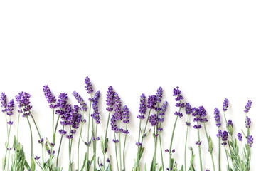 Wall Mural - Flowers composition. Frame made of fresh lavender flowers on white background. Lavender, floral background. Flat lay, top view, copy space