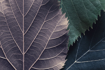 macro image of fallen leaves