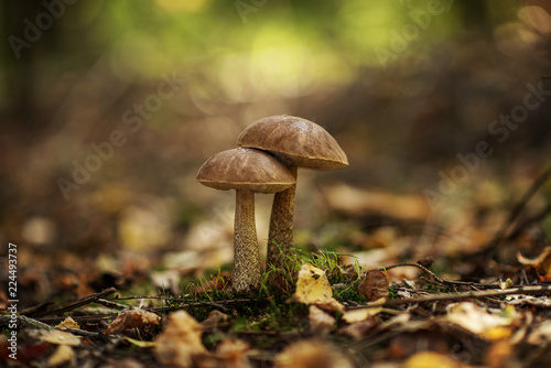 Fotomural Leccinum scabrum, commonly known as the rough-stemmed bolete, scaber stalk, and