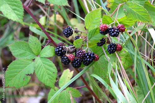 Fotografija Ripe blackberry fruits on bush branch in the forest thicket closeup