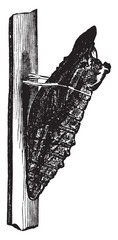 Pupa, vintage illustration.