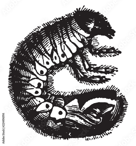 Fotografía Larva of the Cockchafer, vintage illustration.