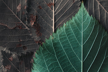 Macro image of fallen leaves, natural background