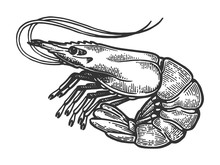 Shrimp Sea Caridea Animal Engraving Vector Illustration. Scratch Board Style Imitation. Black And White Hand Drawn Image.