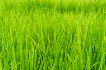 Rice field in bright green color, rice is blooming