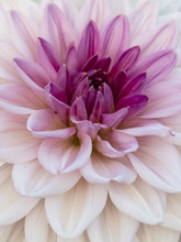 Closeup Of Pink And White Dahlia

