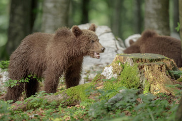 Young bears, Slovenia