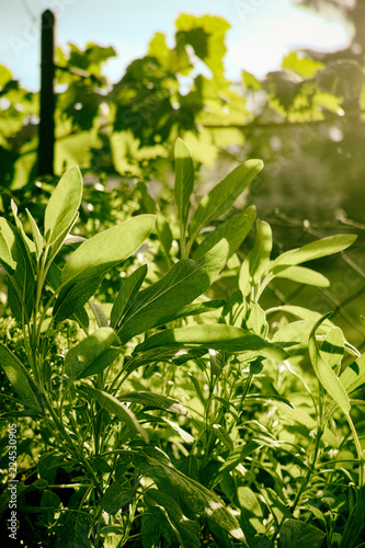 Salbei Im Sommer Im Garten Im Hochbeet Buy This Stock Photo And