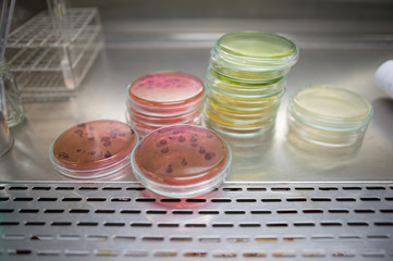 Aufkleber - Petri dishes in a incubator thermostat